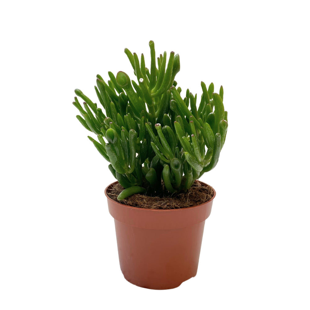 Crassula Hobbit