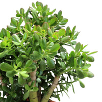 Jade Plant