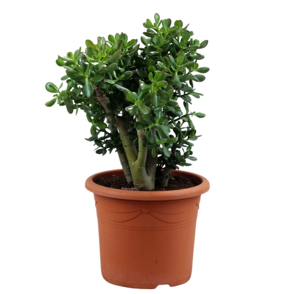Planta de Jade