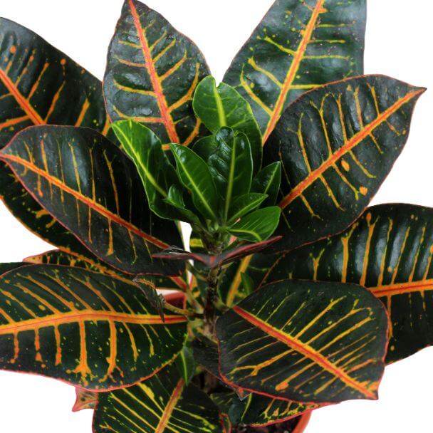 Croton Petra