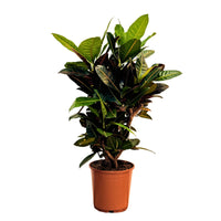 Croton Petra