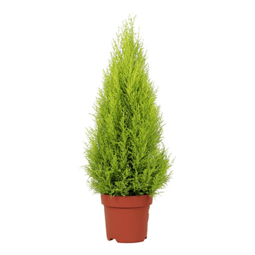 planta de exterior resistente árvore arbusto cupressus goldcrest cipreste limão de folhagem verde claro em vaso de produção