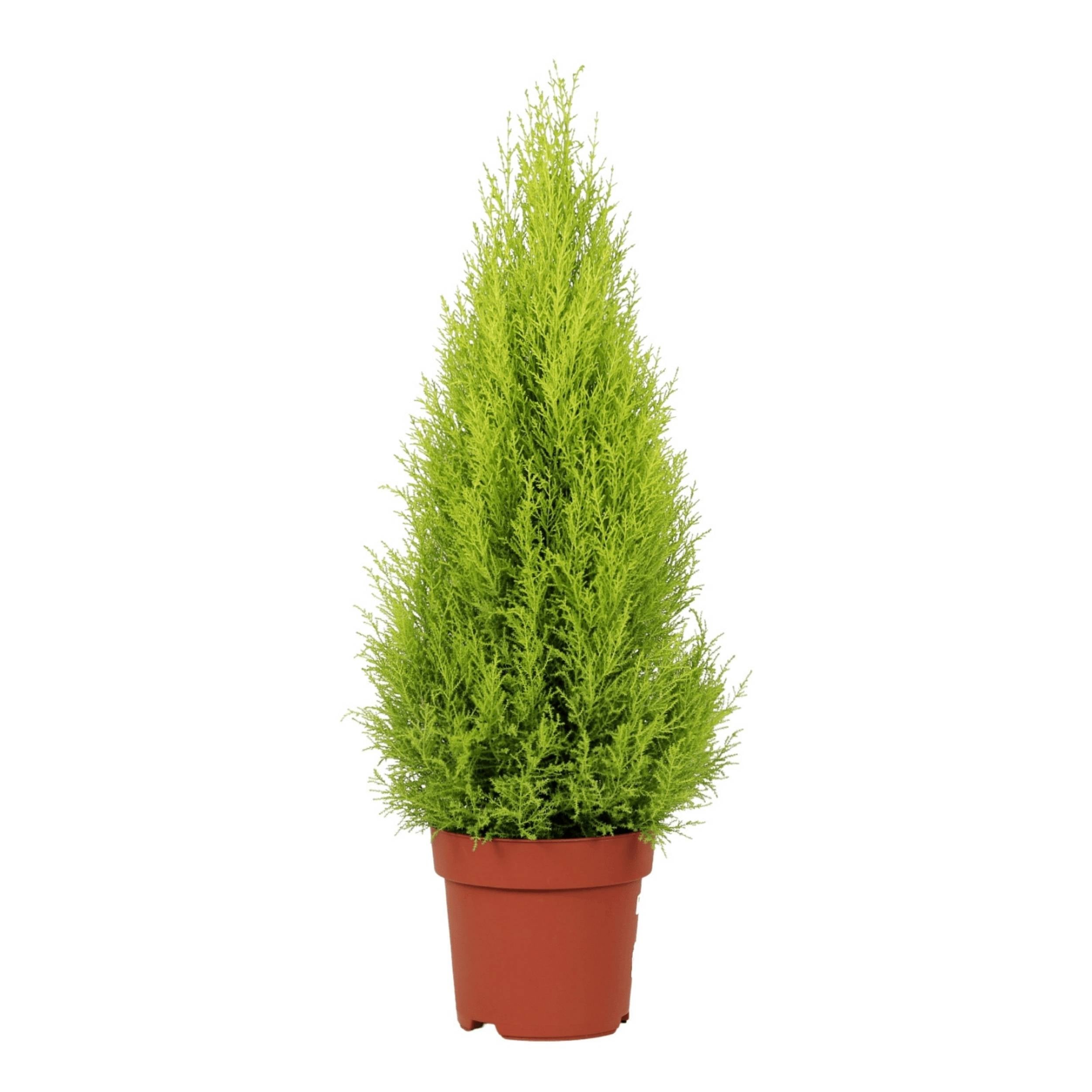 Lemon Cypress