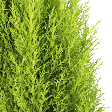 Lemon Cypress