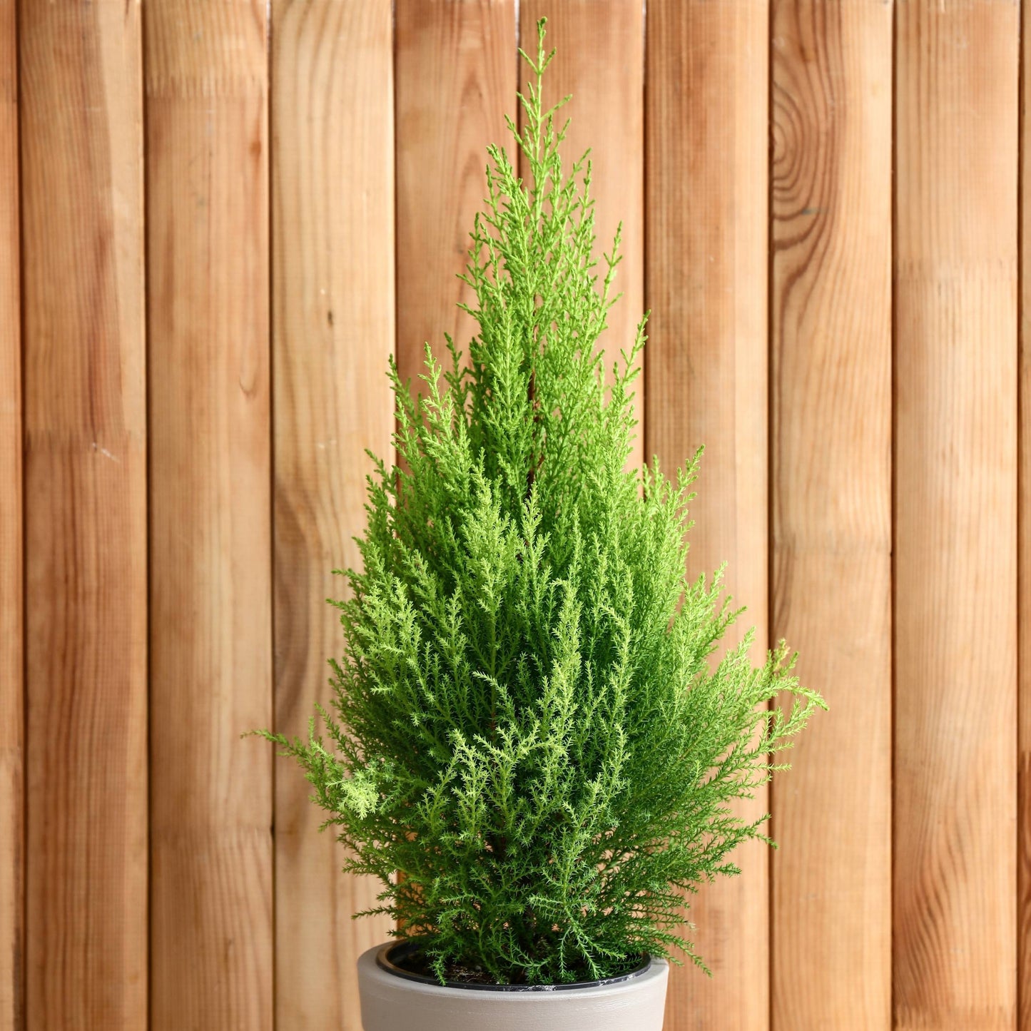 Lemon Cypress