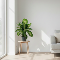 dieffenbachia reeva numa sala moderna com muita luz