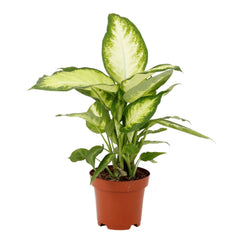 Dieffenbachia Camilla