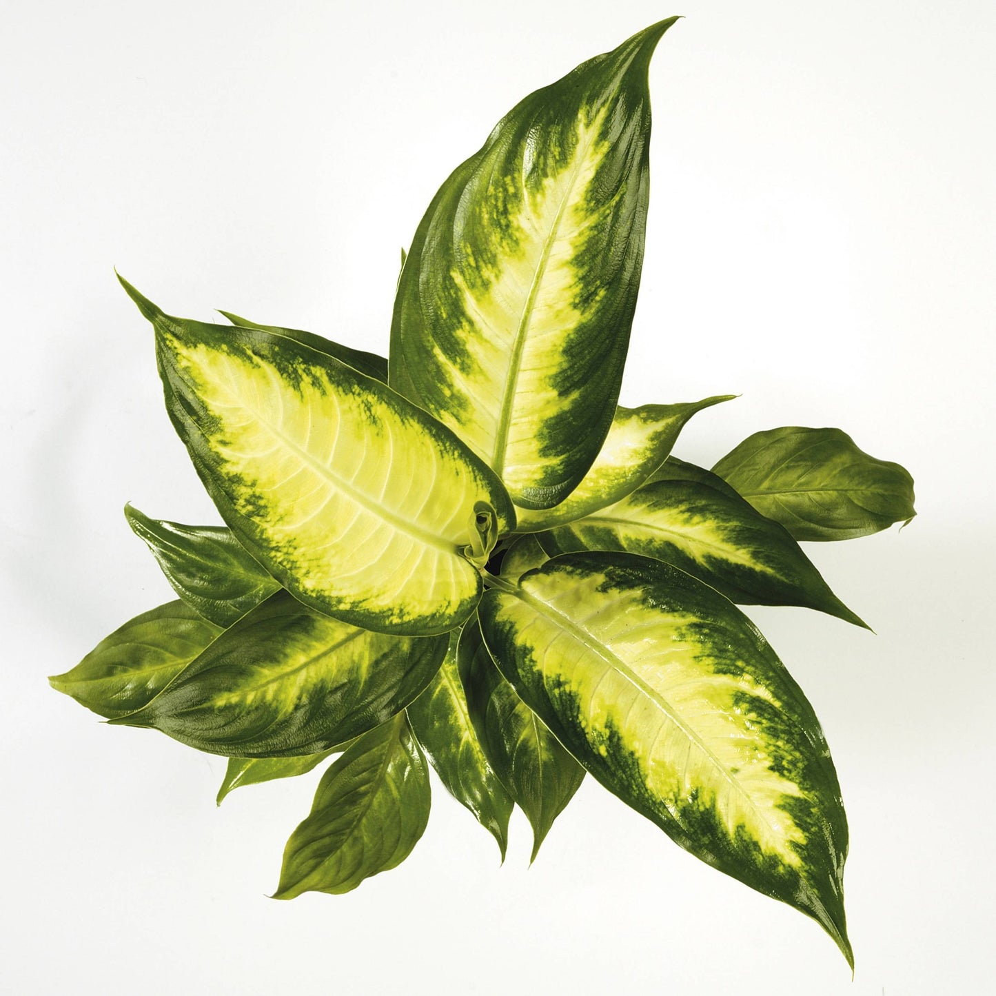 Dieffenbachia Camila