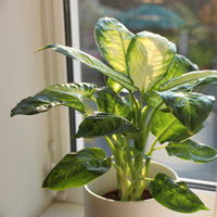 Dieffenbachia Camila