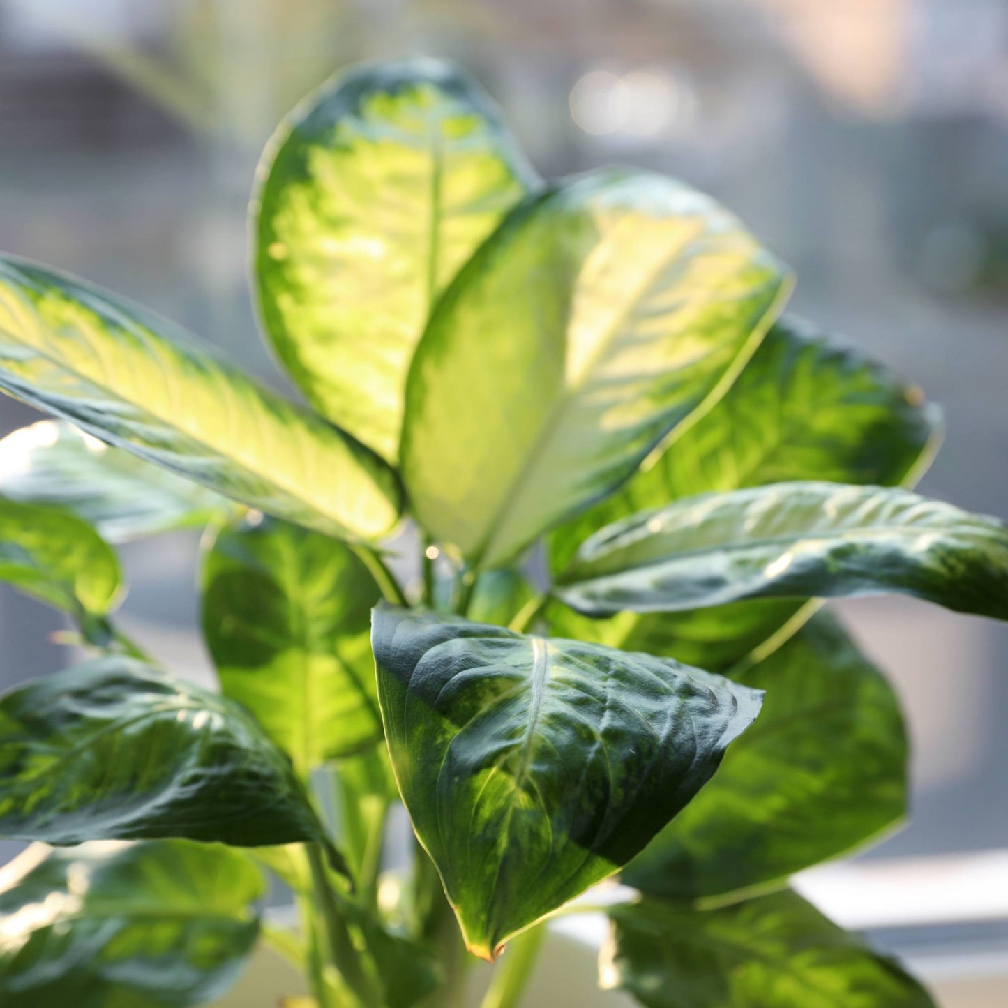 Dieffenbachia Camila