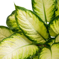 Dieffenbachia Camila