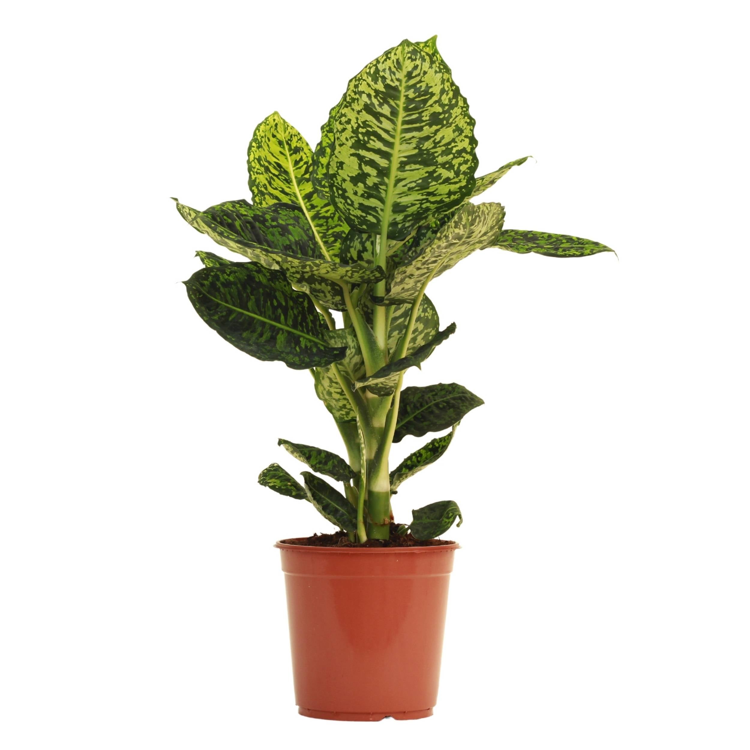 Dieffenbachia Reflector