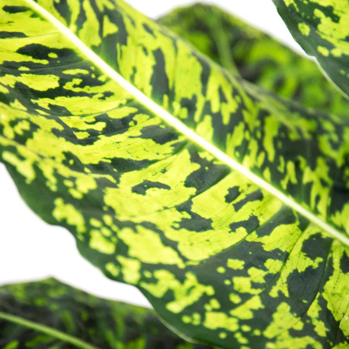 Dieffenbachia Reflector