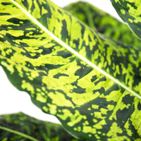 Dieffenbachia Reflector