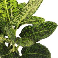 Dieffenbachia Reflector