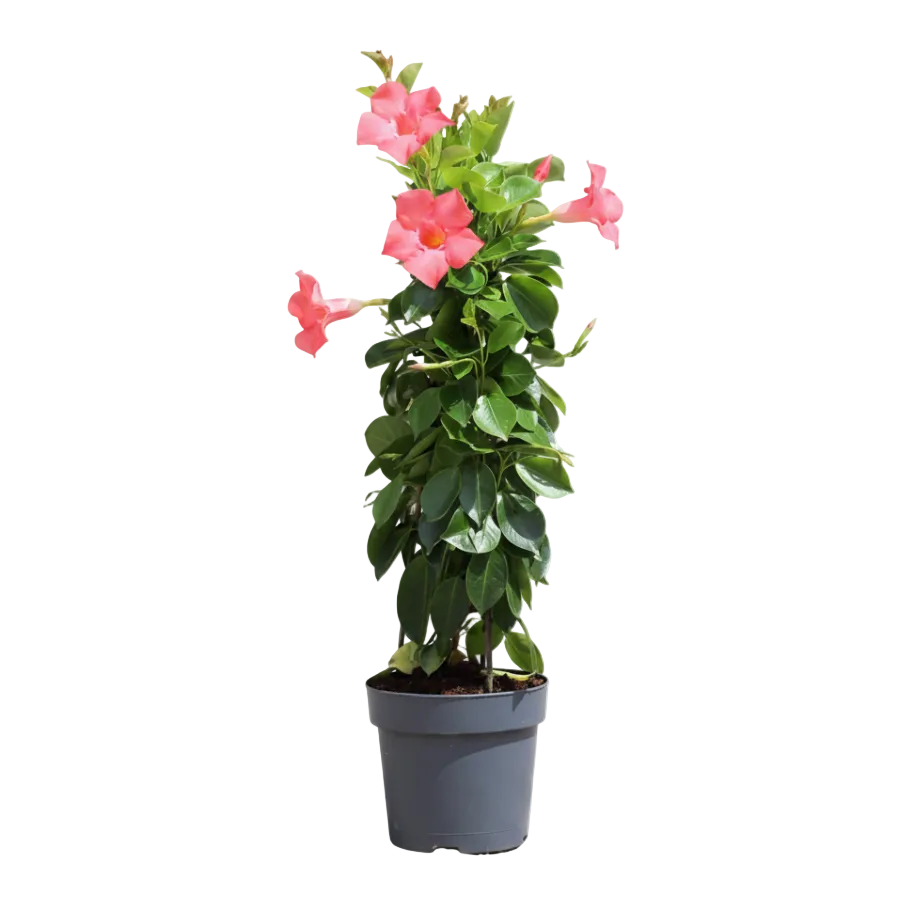 Dipladenia Bianca