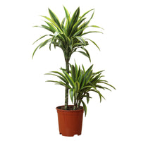 Dracaena Lemon Lime