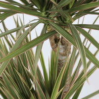 Dracaena Marginata Bicolor