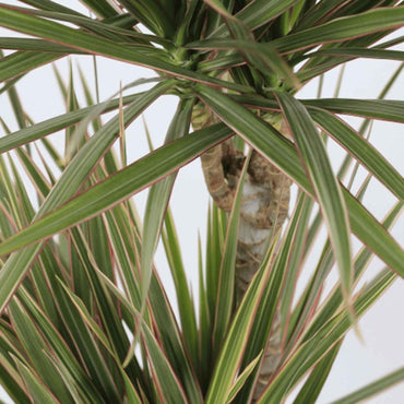 Dracaena Marginata Bicolor