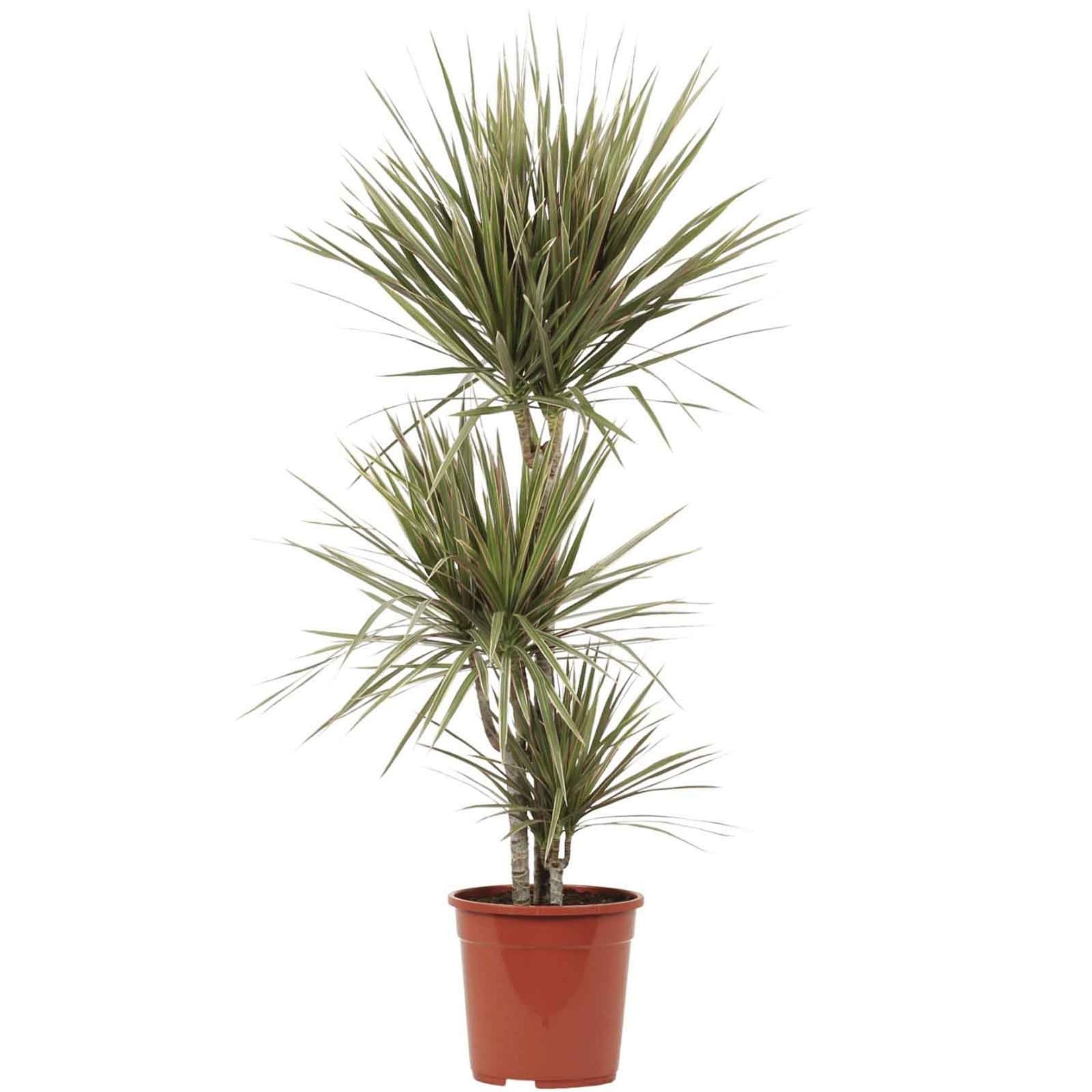 Dracaena Marginata Bicolor