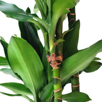 Dracaena Fragans Janet Lind