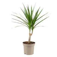 Dracaena Marginata