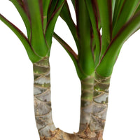 Dracaena Marginata