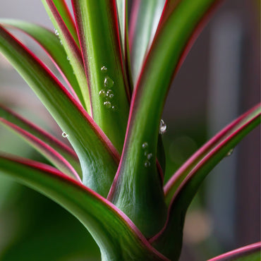 Dracaena Marginata