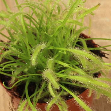 Drosera | Orvalho do Sol