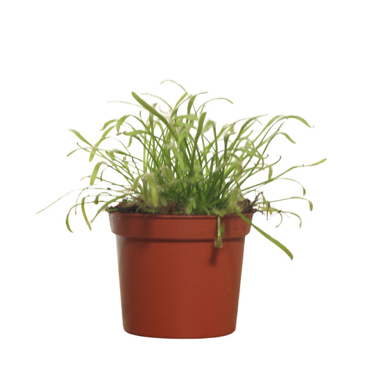 Drosera | Orvalho do Sol