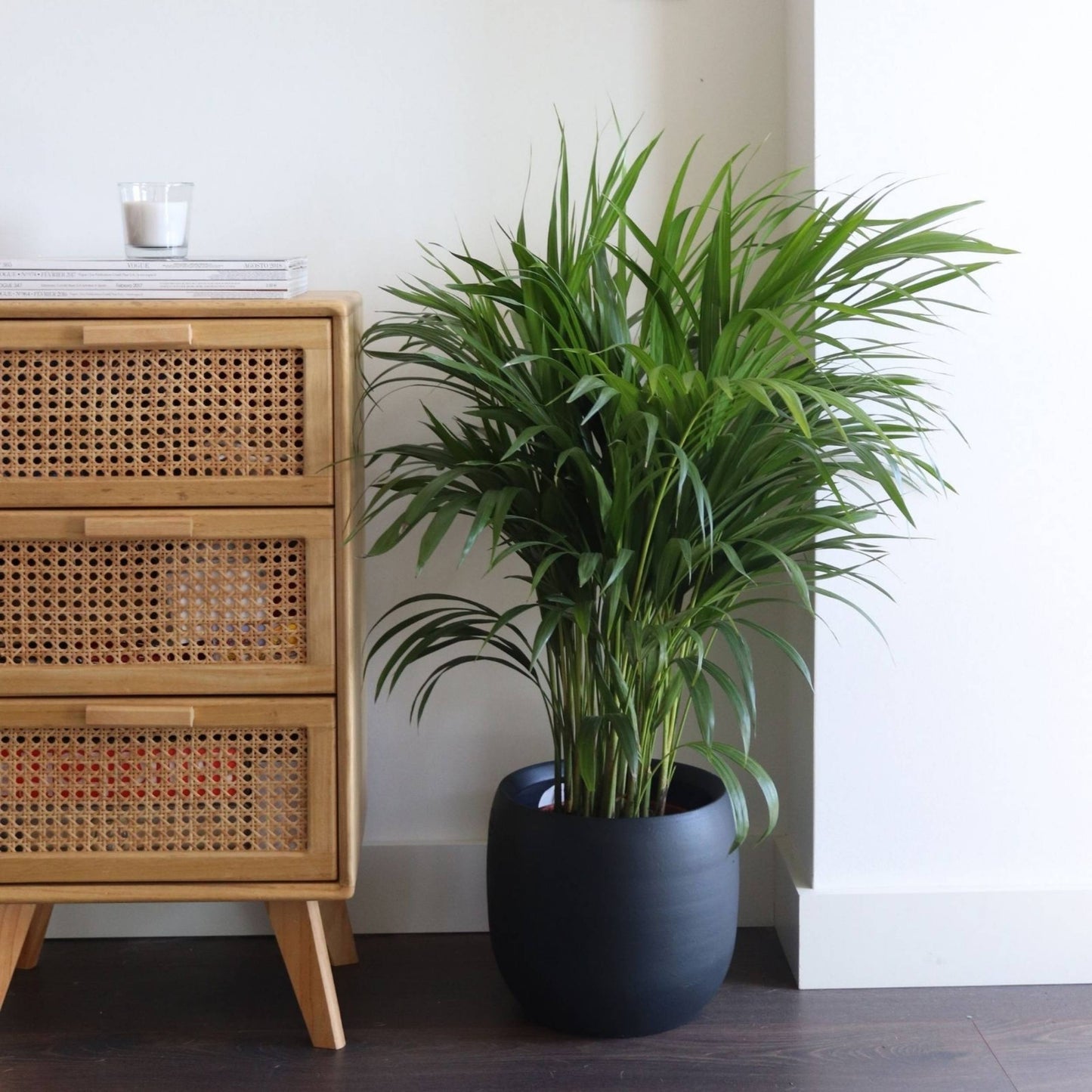 planta de interior palmeira areca em vaso de cerâmica artevasi 