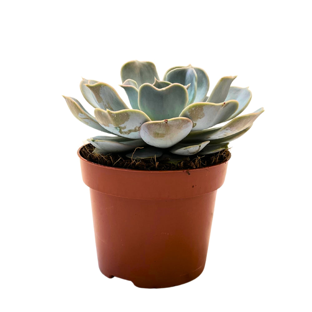 Echeveria Lilacina