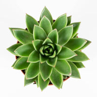 Echeveria Agavoides