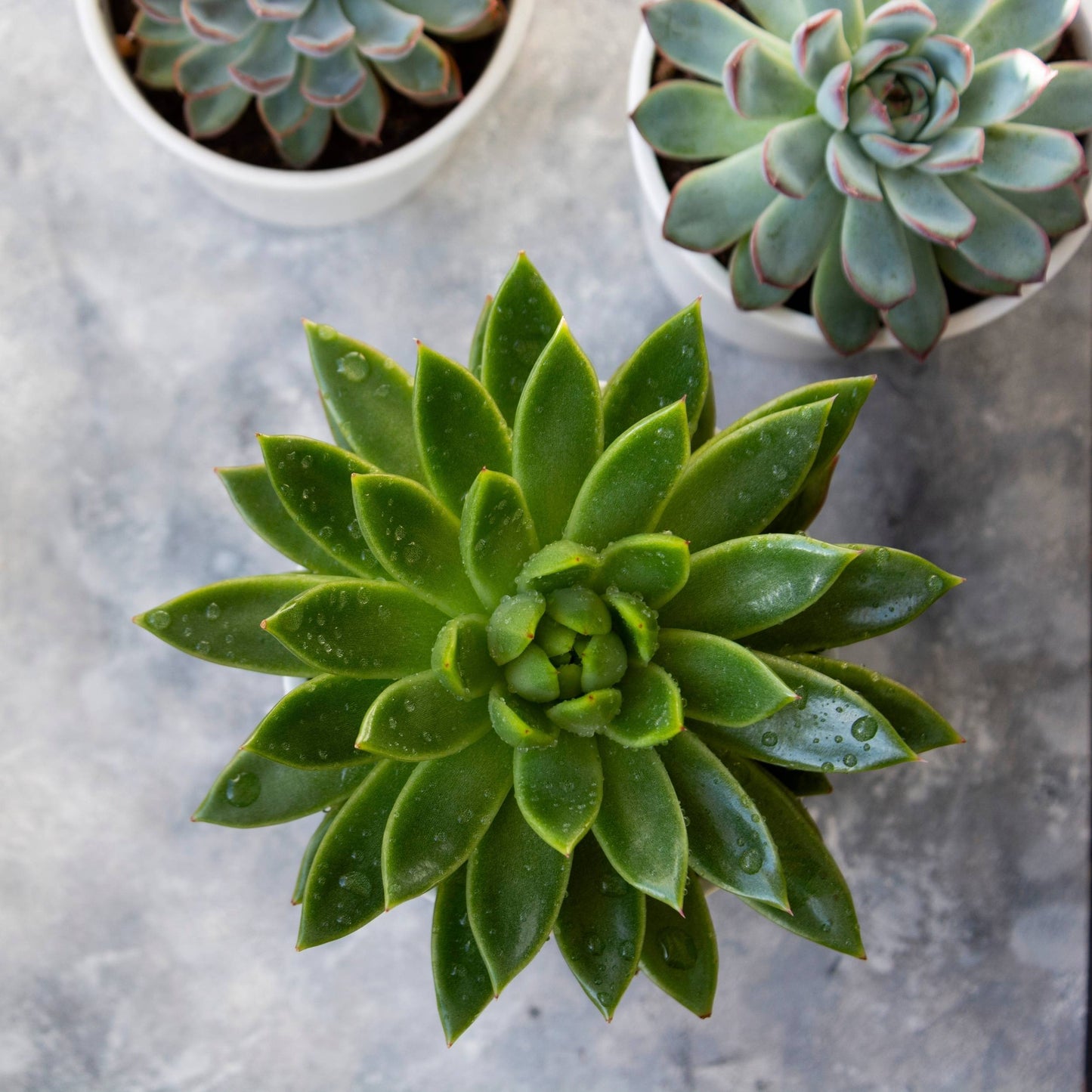 Echeveria Agavoides