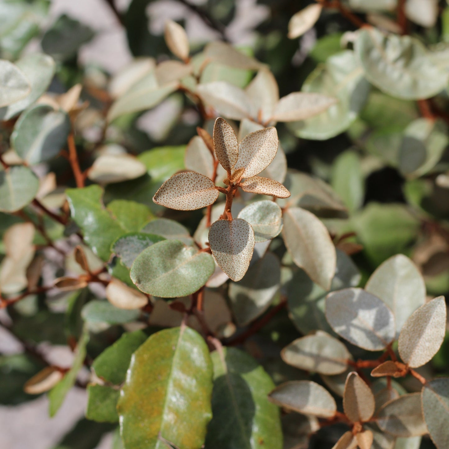 Elaeagnus