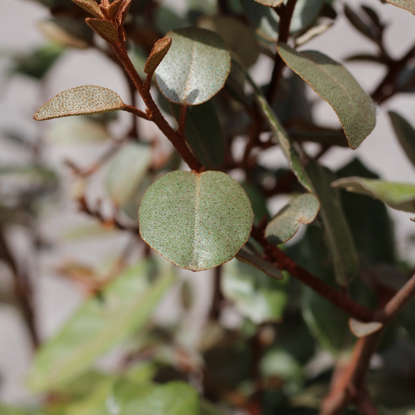 Elaeagnus
