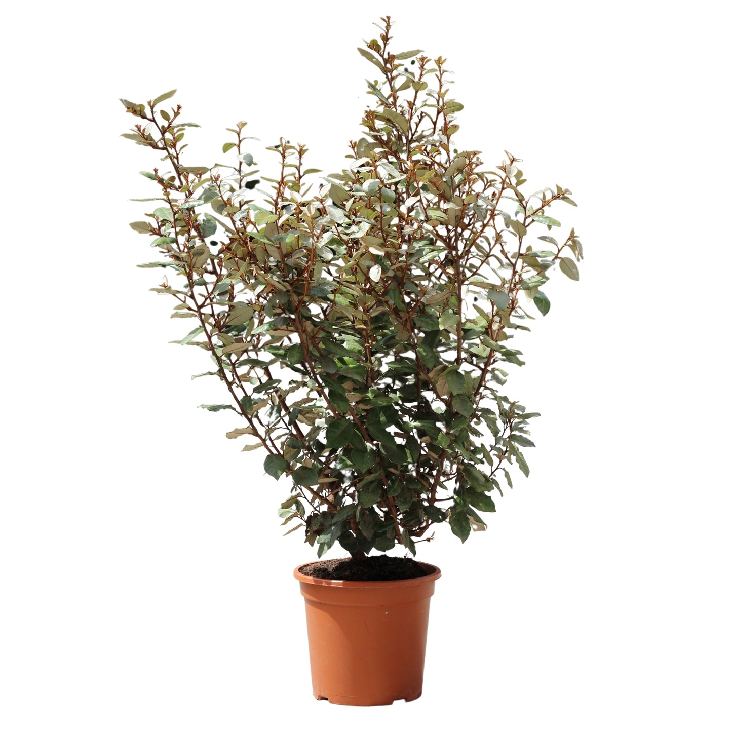 Elaeagnus