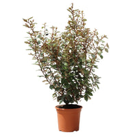 Elaeagnus