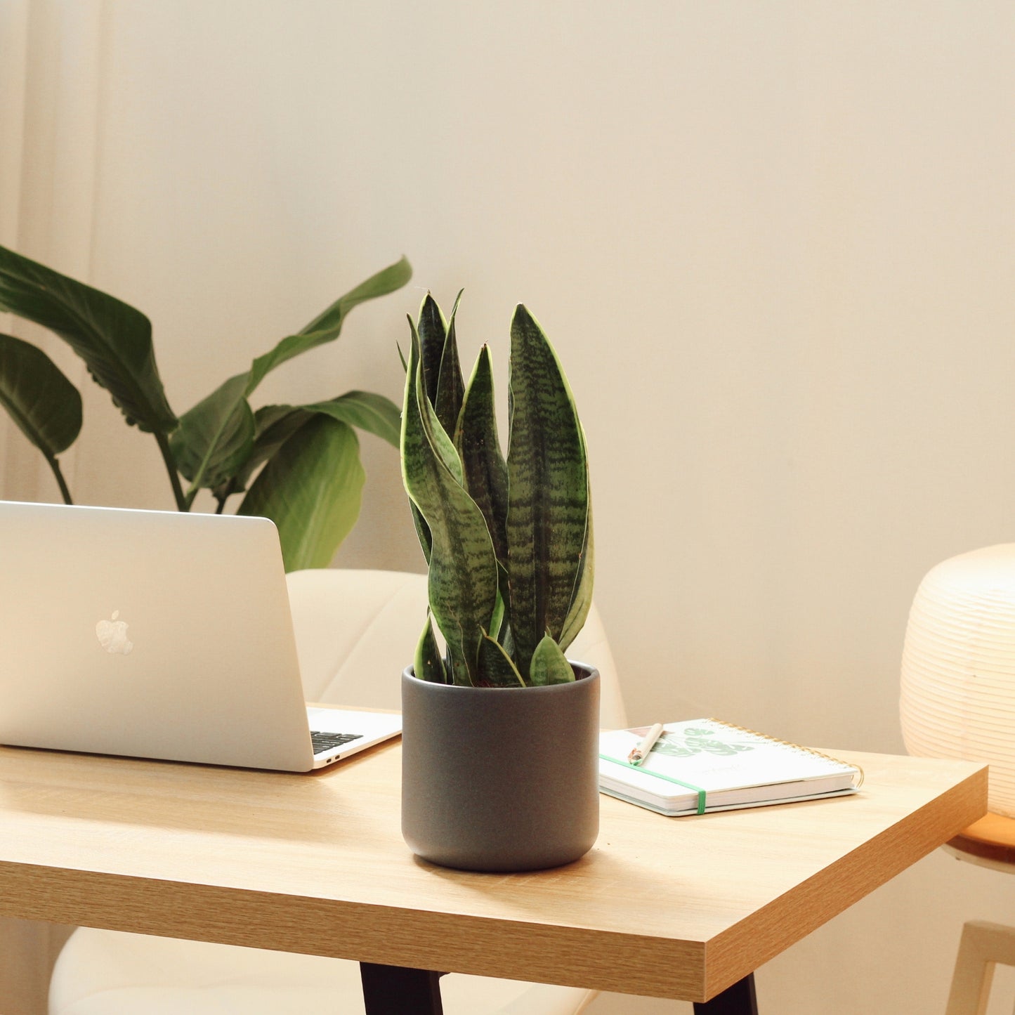 Snake Plant with Juno Pot