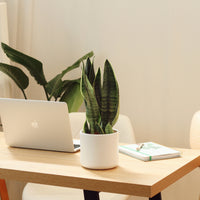 Snake Plant with Juno Pot