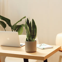 Snake Plant with Juno Pot