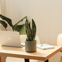 Snake Plant with Juno Pot
