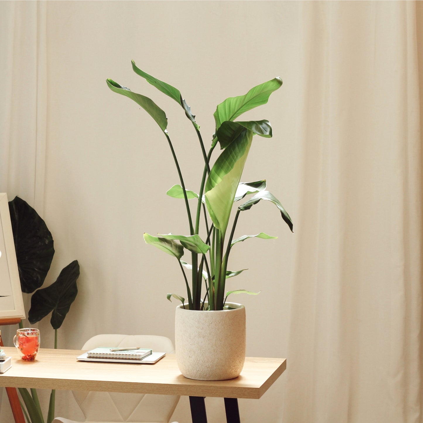 Estrelícia com Vaso Atlas