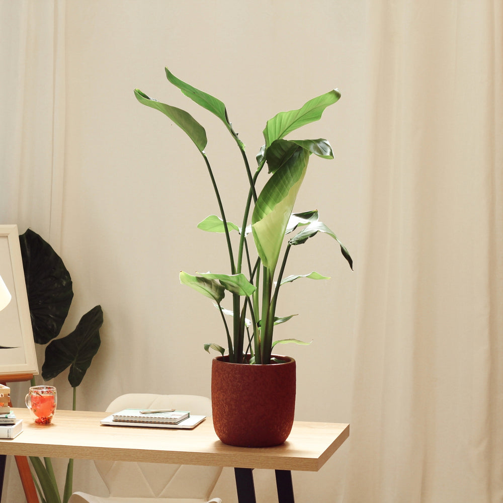 Strelitzia with Atlas Pot