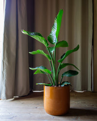 Giant Strelitzia