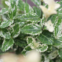 Euonymus | Evónimo Variegado