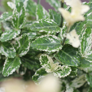 Euonymus | Evónimo Variegado