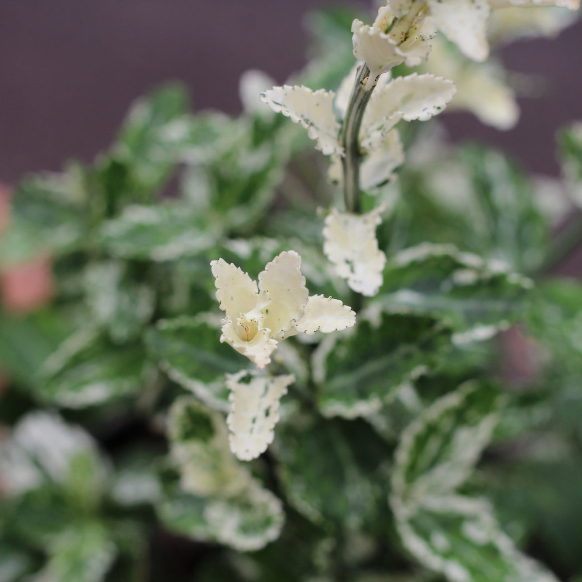 Euonymus | Evónimo Variegado