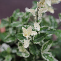 Euonymus | Evónimo Variegado