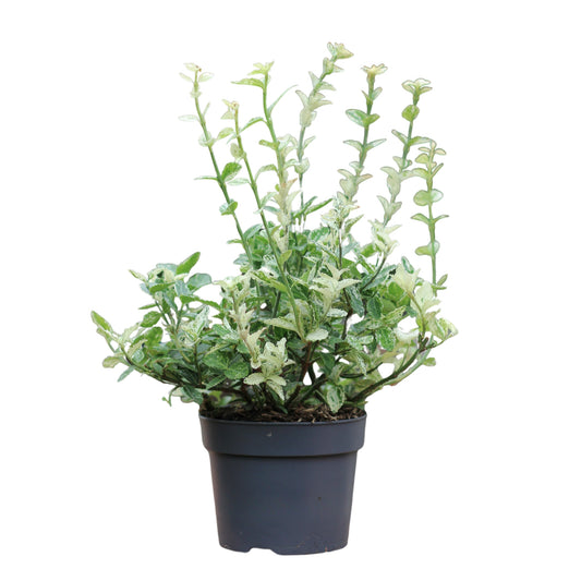 Euonymus | Evónimo Variegado